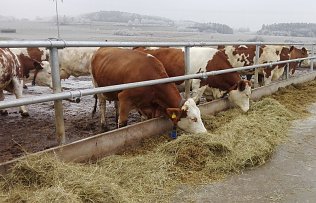 Bild: Billigpreise f&uuml;r Milch erlauben es Landwirten kaum, in mehr Tierschutz zu investieren, meint der Tierschutzbund