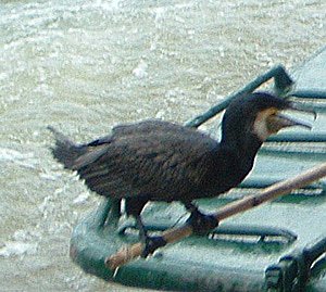 Bild: Jung Kormoran
