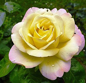 Bild: Rosen