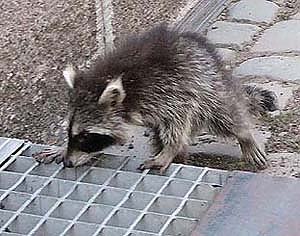 Bild: Waschb&auml;r
