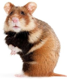 Bild: Hamster