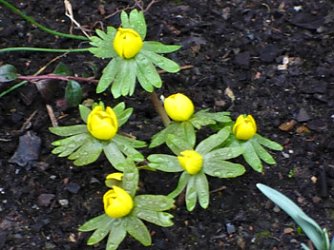 Winterling (Foto: Hans-J&uuml;rgen Schmidt)