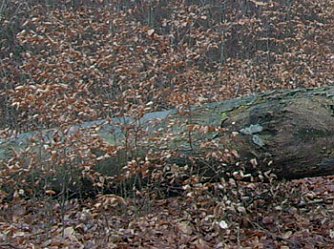 Dicke Baumst&auml;mme (Foto: Karl-Heinz Herrmann)