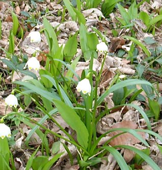 M&auml;rzenbecher (Foto: Karl-Heinz Herrmann)