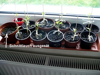 Am Fensterbrett (Foto: Hans-J&uuml;rgen Schmidt)