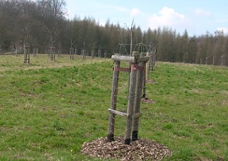 Neue B&auml;ume am Kyffh&auml;user (Foto: Karl-Heinz Herrmann)