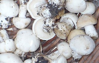 Maipilze (Foto: Hans-J&uuml;rgen Schmidt)