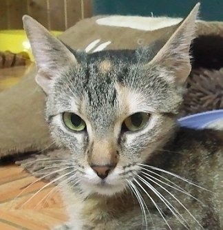 Mieze Sunny (Foto: Tierschutz e.V.)