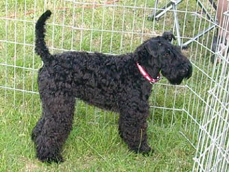 Der Possen bellt (Foto: Karl-Heinz Herrmann)