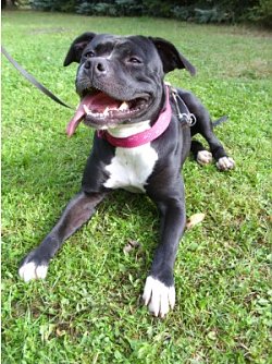 Amy (Foto: C. Knust)