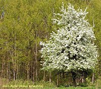 Wildapfel (Foto: Andreas Knoll)