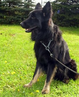 Jack (Foto: C. Knust)