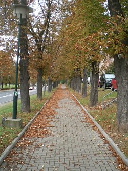 Zwiebelmarkt Artern (Foto: Klaus Henze, Artern)