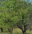 Baum (Foto: Karl-Heinz Herrmann)