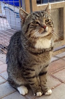 Birko (Foto: C. Knust)