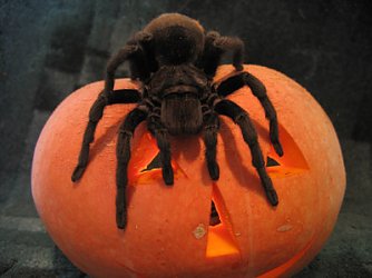 Welt der Spinnen (Foto: Regionalmuseum Bad Frankenhausen)