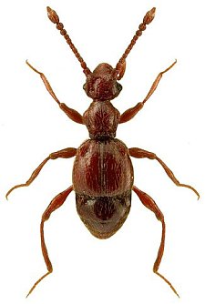 Besondere Tiere entdeckt (Foto: Hohe Schrecke)