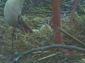 Neues aus dem Nest (Foto: Gemeinde)