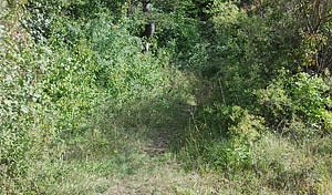 Beschneiden von B&auml;umen, Hecken und Str&auml;uchern (Foto: Karl-Heinz Herrmann)