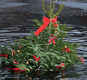 An Weihnachtsbaumentsorgung denken (Foto: Karl-Heinz Herrmann)