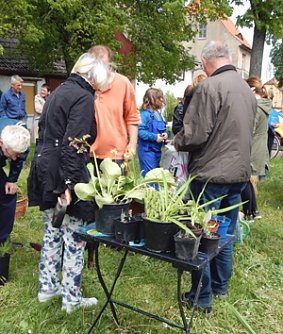 Pflanzentauschb&ouml;rse in Bad Frankenhausen (Foto: Andreas Zeidler)