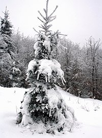 Im Harz (Foto: Hans-J&uuml;rgen Schmidt)