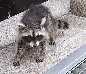 Waschb&auml;r (Foto: Peter-Stefan greiner)