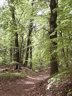 Bild: Obstvielfalt und Buchenwald