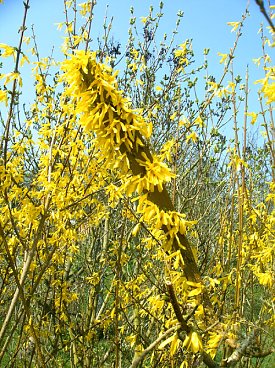Bild: Forsytie
