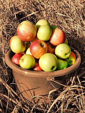 Bild: Der Apfel verfault nicht weit vom Stamm