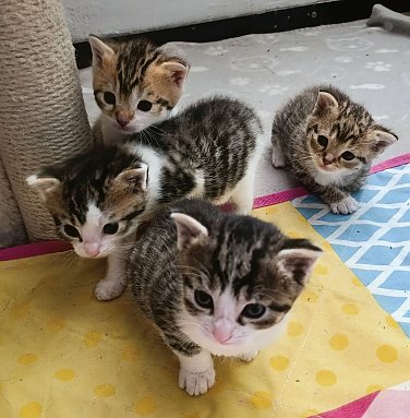 4 Kleine Katzenbabys suchen ein neues Zuhause  (Foto: )
