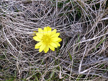 Adonisr&ouml;schen (Foto: Hans-J&uuml;rgen Schmidt)