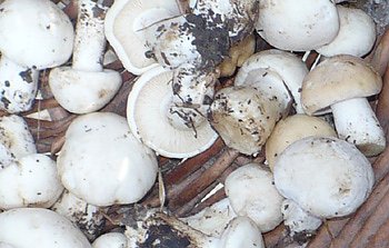 Maipilze (Foto: Hans-J&uuml;rgen Schmidt)