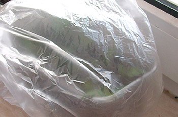 Pflanzschale (Foto: Peter Scheller)