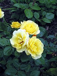 Sch&ouml;ner Naturgarten (Foto: Peter Zimmer)