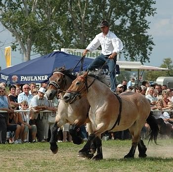 Jede Menge Spa&szlig; auf dem Scheunenhof (Foto: Hellberg)