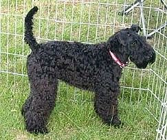 Terrier (Foto: Karl-Heinz Herrmann)