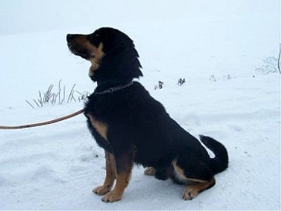 Mogli (Foto: Tierheim)