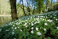 Naturf&uuml;hrung in der Hohe Schrecke (Foto: Thomas Stephan)