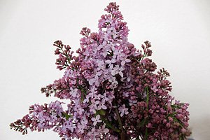 Hoffentlich sch&ouml;nes Wetter zum Fliederfest (Foto: Karl-Heinz Herrmann)