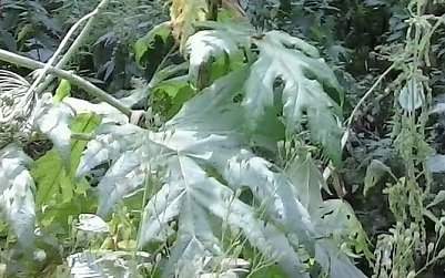 Vorsicht, da w&auml;chst was ran (Foto: Karl-Heinz Herrmann)