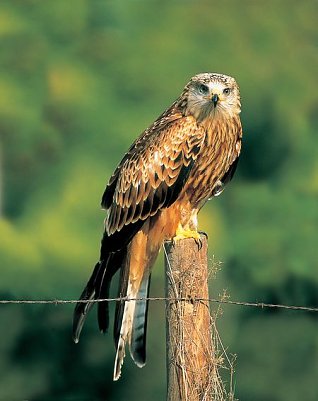 Rotmilan (Foto: M. Delpho)