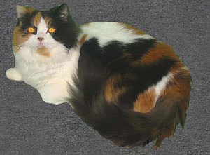 Arbeitseinsatz bei den "Samtpfoten (Foto: Karl-Heinz Herrmann)