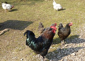 &Ouml;ko tut tierisch gut! (Foto: Sylvia Spehr)