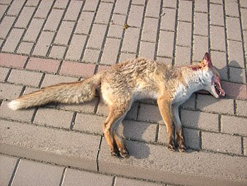 Toter Fuchs (Foto: Karl-Heinz Herrmann)