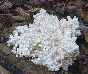 &Auml;stiger Stachelbart (Foto: Karl-Heinz Herrmann)