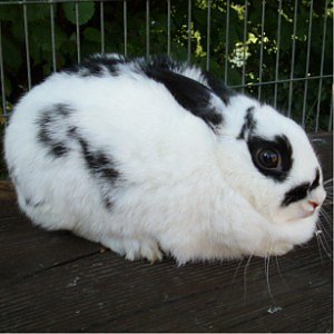 Bibi (Foto: Tierheim)