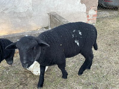 junger Bock,  Mix Dorper/Schwarzkopf  (Foto: )