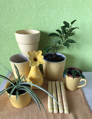 T&ouml;pfe,Pflanzen  (Foto: )