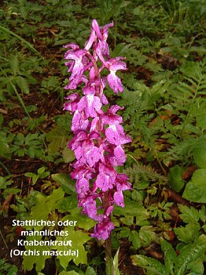 Helmknabenkraut (Foto: Hans-J&uuml;rgen Schmidt)